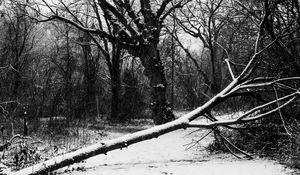 Preview wallpaper trees, snow, winter, bw, nature