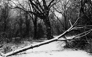 Preview wallpaper trees, snow, winter, bw, nature