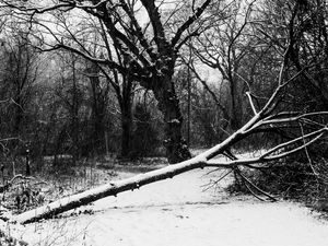 Preview wallpaper trees, snow, winter, bw, nature