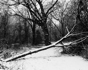 Preview wallpaper trees, snow, winter, bw, nature