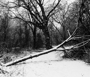 Preview wallpaper trees, snow, winter, bw, nature