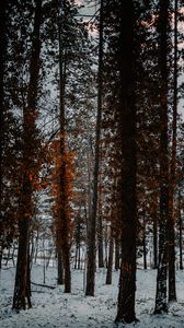 Preview wallpaper trees, snow, winter, forest