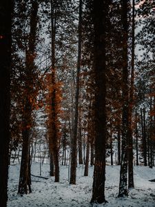 Preview wallpaper trees, snow, winter, forest