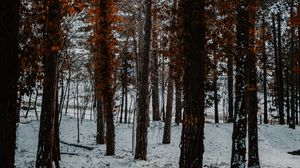 Preview wallpaper trees, snow, winter, forest