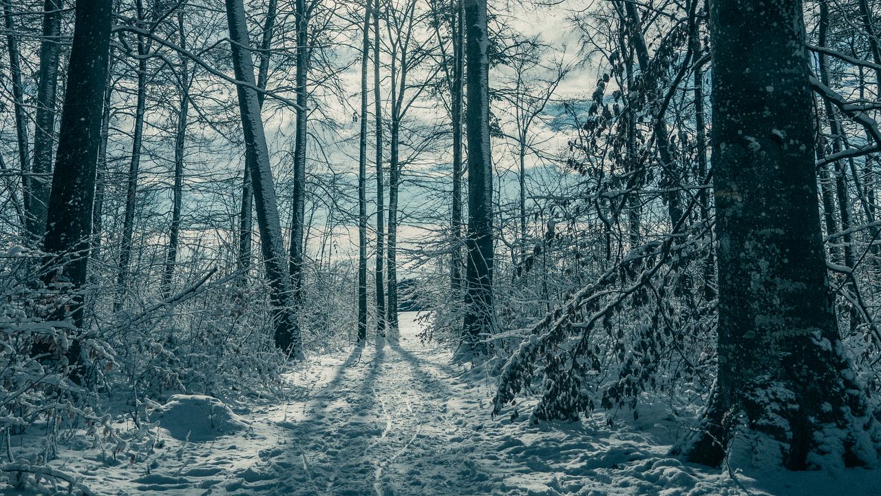 Wallpaper trees, snow, winter, nature