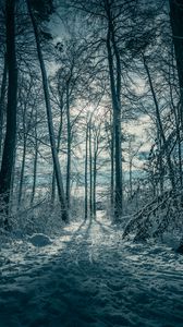 Preview wallpaper trees, snow, winter, nature