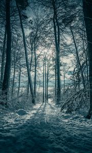 Preview wallpaper trees, snow, winter, nature