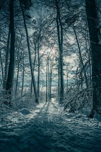 Preview wallpaper trees, snow, winter, nature