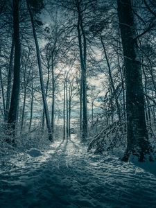 Preview wallpaper trees, snow, winter, nature
