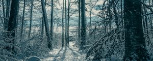 Preview wallpaper trees, snow, winter, nature