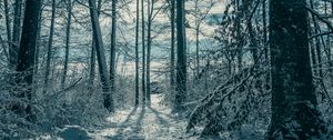 Preview wallpaper trees, snow, winter, nature