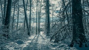 Preview wallpaper trees, snow, winter, nature