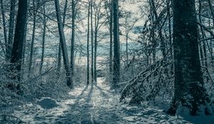 Preview wallpaper trees, snow, winter, nature