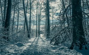 Preview wallpaper trees, snow, winter, nature