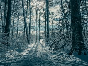 Preview wallpaper trees, snow, winter, nature