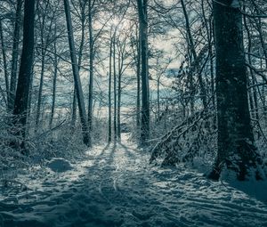 Preview wallpaper trees, snow, winter, nature