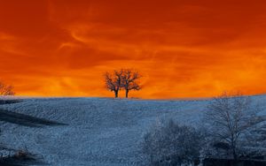 Preview wallpaper trees, snow, winter, nature, twilight
