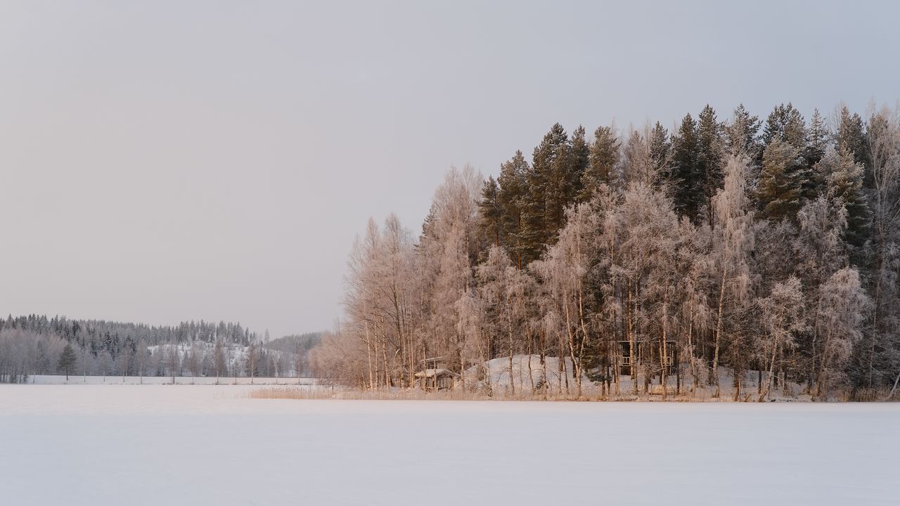 Wallpaper trees, snow, winter, nature, landscape