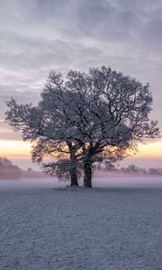 Preview wallpaper trees, snow, winter, field, nature, sunset