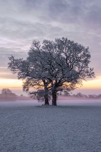 Preview wallpaper trees, snow, winter, field, nature, sunset