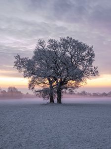 Preview wallpaper trees, snow, winter, field, nature, sunset