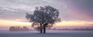 Preview wallpaper trees, snow, winter, field, nature, sunset