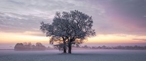 Preview wallpaper trees, snow, winter, field, nature, sunset