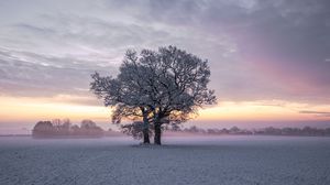 Preview wallpaper trees, snow, winter, field, nature, sunset