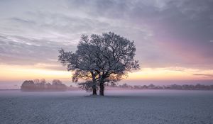 Preview wallpaper trees, snow, winter, field, nature, sunset