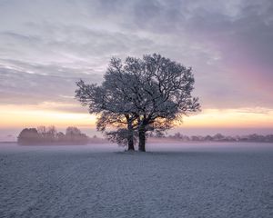 Preview wallpaper trees, snow, winter, field, nature, sunset