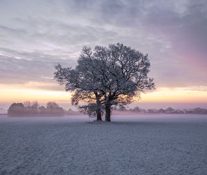 Preview wallpaper trees, snow, winter, field, nature, sunset