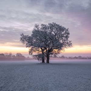 Preview wallpaper trees, snow, winter, field, nature, sunset