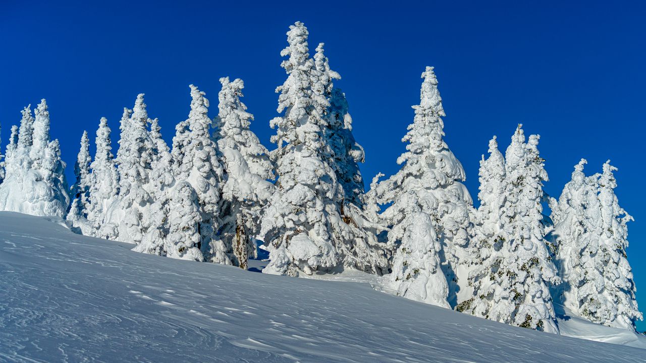 Wallpaper trees, snow, winter, nature, white