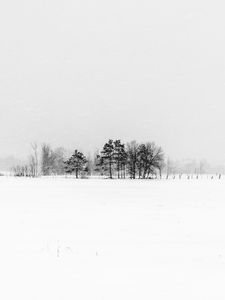 Preview wallpaper trees, snow, winter, fog, nature