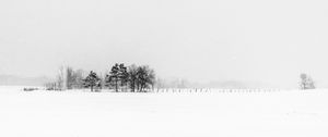 Preview wallpaper trees, snow, winter, fog, nature