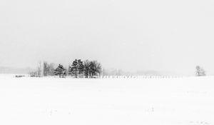 Preview wallpaper trees, snow, winter, fog, nature