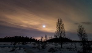 Preview wallpaper trees, snow, winter, twilight, nature