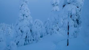 Preview wallpaper trees, snow, winter, nature, blue