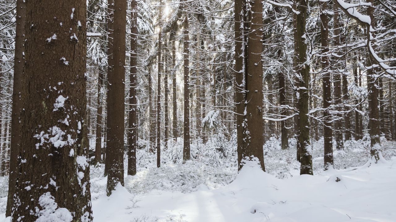 Wallpaper trees, snow, winter, forest, nature