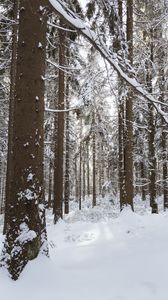 Preview wallpaper trees, snow, winter, forest, nature