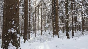Preview wallpaper trees, snow, winter, forest, nature
