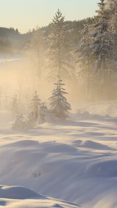 Preview wallpaper trees, snow, winter, forest, nature, fog