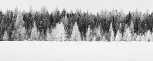 Preview wallpaper trees, snow, winter, forest, landscape, white