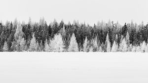 Preview wallpaper trees, snow, winter, forest, landscape, white
