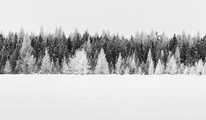 Preview wallpaper trees, snow, winter, forest, landscape, white