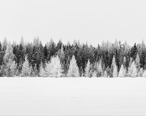 Preview wallpaper trees, snow, winter, forest, landscape, white