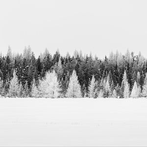 Preview wallpaper trees, snow, winter, forest, landscape, white