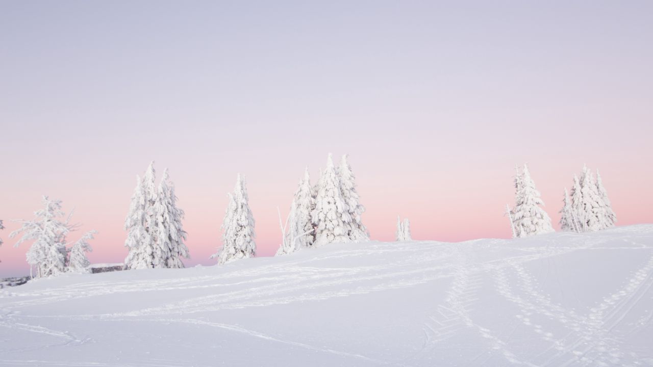 Wallpaper trees, snow, winter, landscape, white