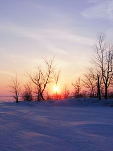 Preview wallpaper trees, snow, winter, sunrise, nature