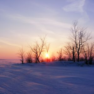 Preview wallpaper trees, snow, winter, sunrise, nature